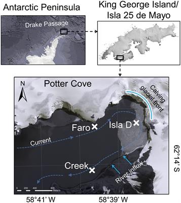 Glacial melt impacts carbon flows in an Antarctic benthic food web